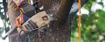  Hutto, TX Tree Services Pros